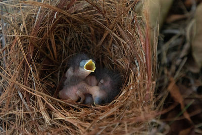 High angle view of birds in nest