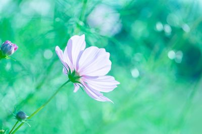 Close-up of flower blooming outdoors