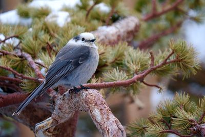 Close-up of bird perching on branch