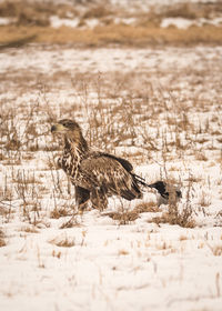 Common buzzard and gray crow on snow covered field