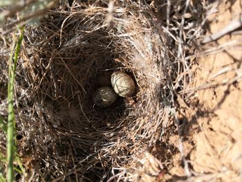 High angle view of bird in nest