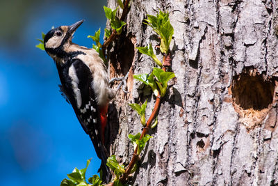 Close-up of a bird perching on tree trunk