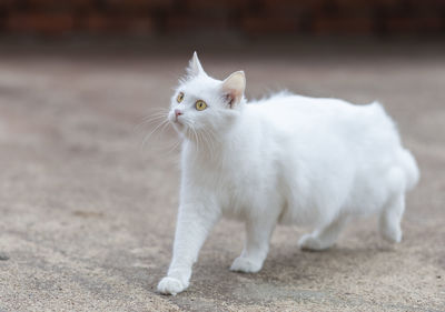 Portrait of white cat