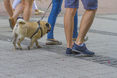 Low section of people with dog walking on floor