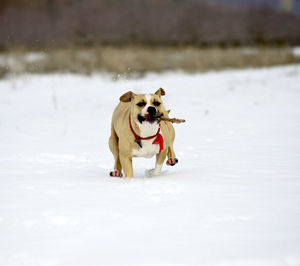 Dog running on snow covered field