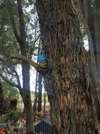 Low angle view of tree trunk in forest