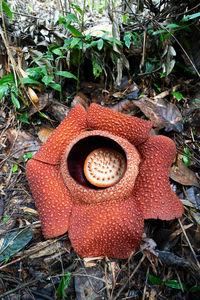 High angle view of mushroom growing on field