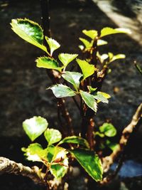 Close-up of leaves against blurred background