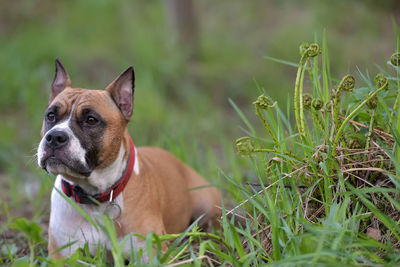 Dog in a field