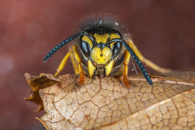 Close-up of insect