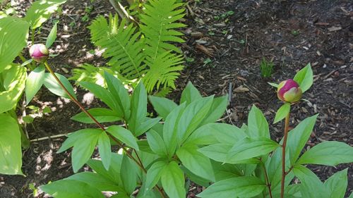 Close-up of plants