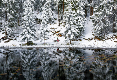 Reflection of frozen tree on lake