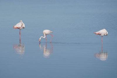 Flamingos in a lake