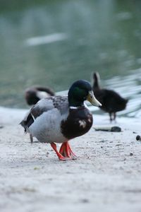 Birds on the beach