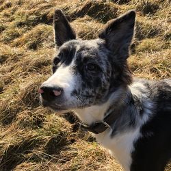 Close-up of dog looking away