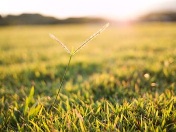 Close-up of grass on field