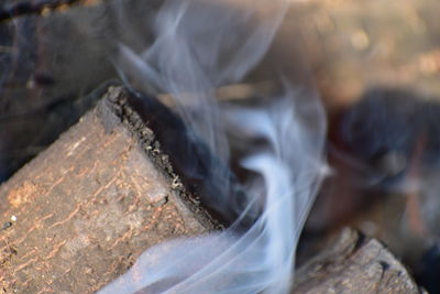 Close-up of ice cream in log