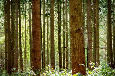 Trees in forest