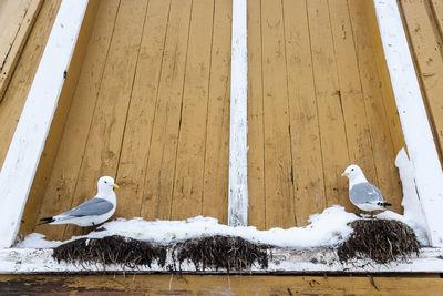 Bird perching on wood in snow