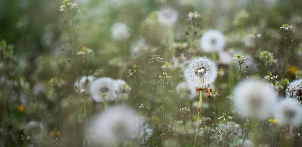 Close-up of dandelion on field