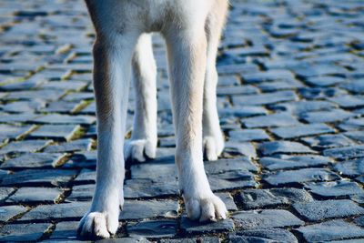 Low section of dog on footpath