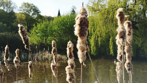 Bullrushes by water