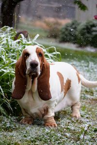 Portrait of dog on field