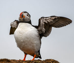 Close-up of bird perching against the sky