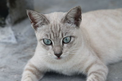 Close-up portrait of cat