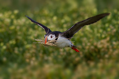 Close-up of atlantic puffin flying and carrying twigs