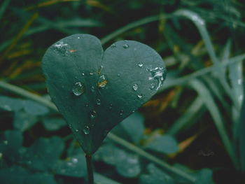 Close-up of raindrops on leaf