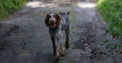 Portrait of dog running on street