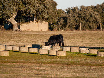 Horse in a field