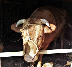 Close-up of cow