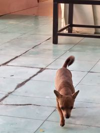 Dog on tiled floor