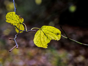nature