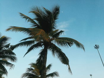 Low angle view of coconut palm tree against clear sky