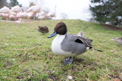 Close-up of duck on grass