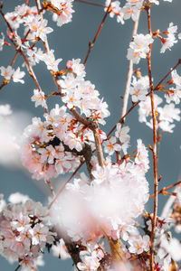 Low angle view of cherry blossom