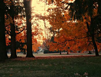 Trees in park during autumn