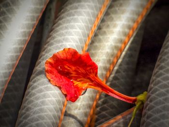 Close-up of red flowers