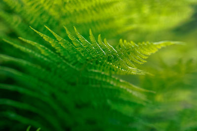 Close-up of fern leaves