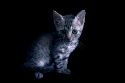 Portrait of kitten