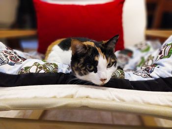 Portrait of dog resting on bed at home