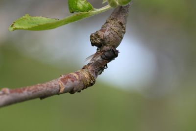 Close-up of leaves on twig