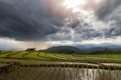 Scenic view of agricultural field against sky