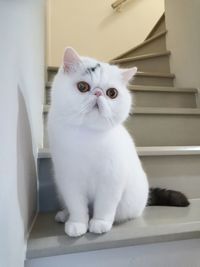 Portrait of white cat sitting at home