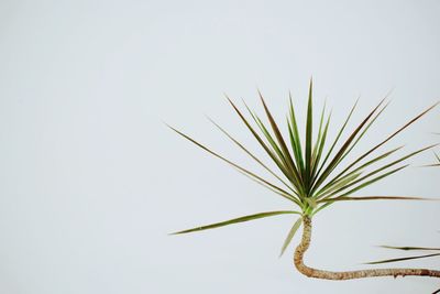 Close-up of plant against clear sky