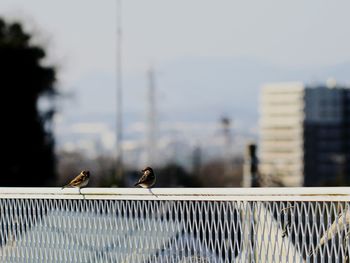 Birds perching on railing against sky