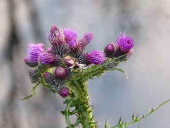 Close-up of thistle flowers